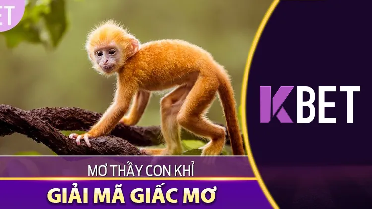 Giải Mã Giấc Mơ Kbet – Mơ Thấy Con Khỉ, Số Nào Sẽ Nổ Sớm? KBET